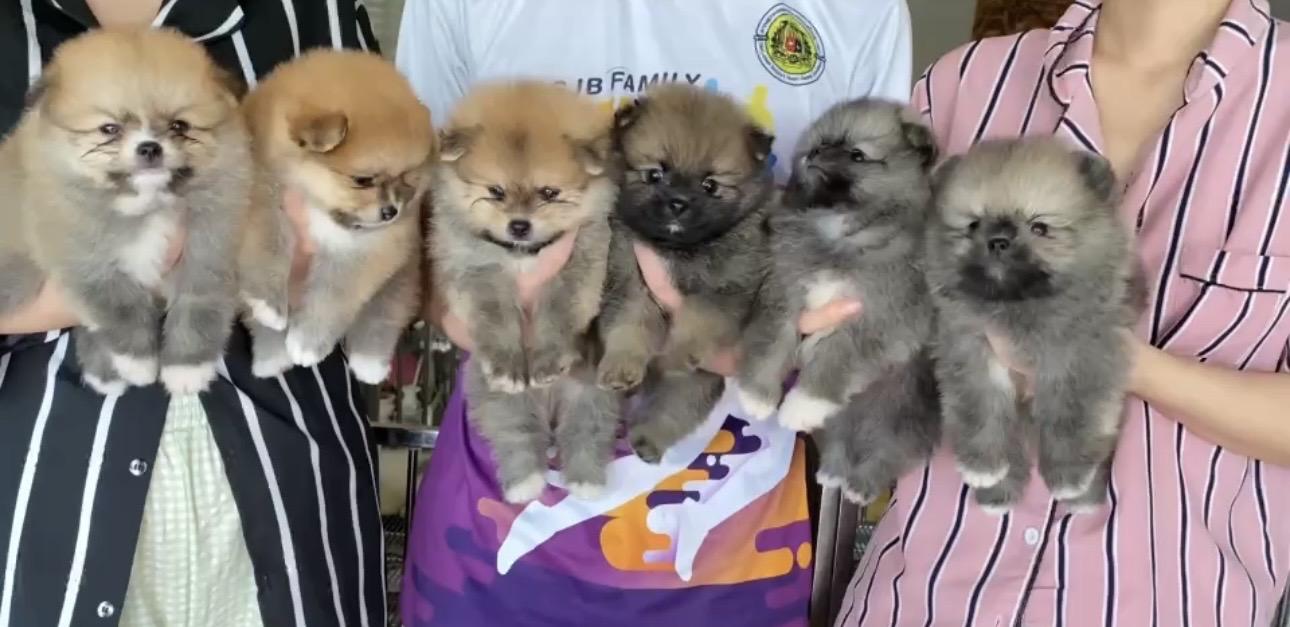 ปอมปอมแท้ อ้วนกลมหมีๆ