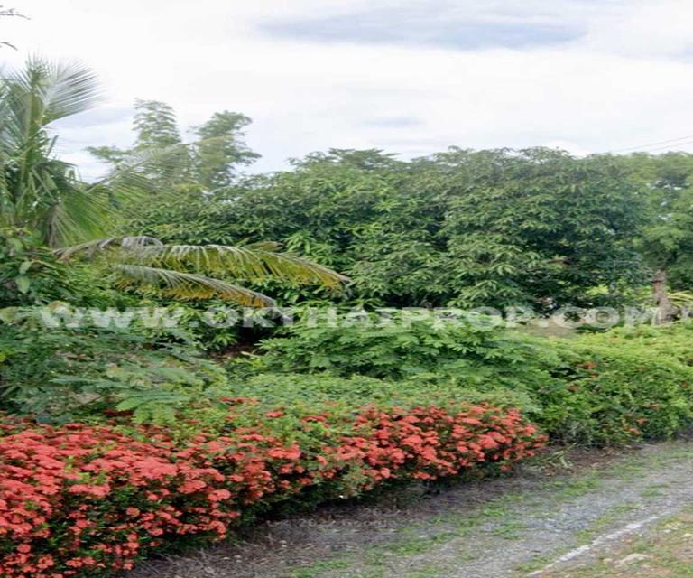 ที่ดิน ถ.ทล.ชนบทพิจิตร3016 ต.วังสำโรง อ.บางมูลนาก จ.พิจิตร 3
