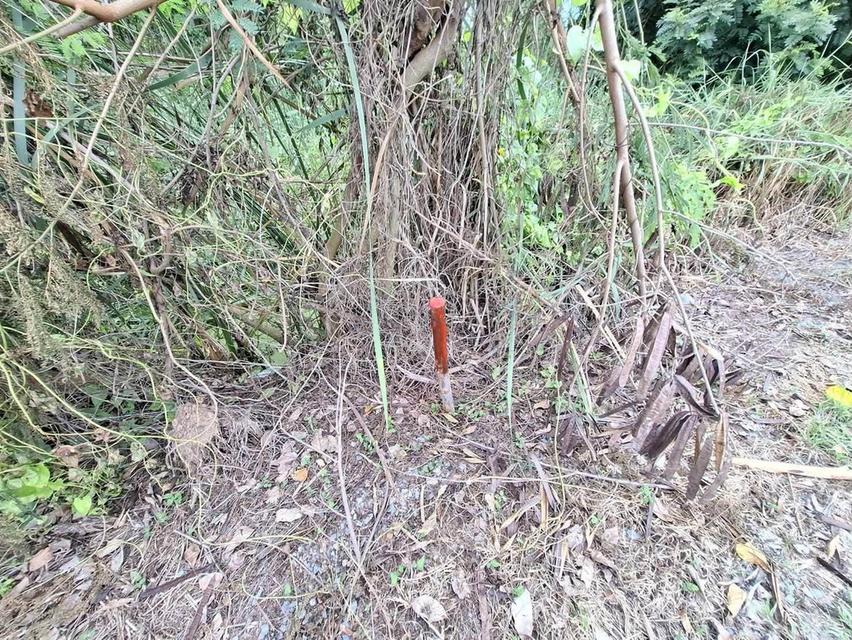 ขายด่วนที่ดินใกล้ราชภัฏสวนสุนันทา 624 ตรว ติดถนนสาธารณะ คลองโยง พุทธมณฑล นครปฐม 4