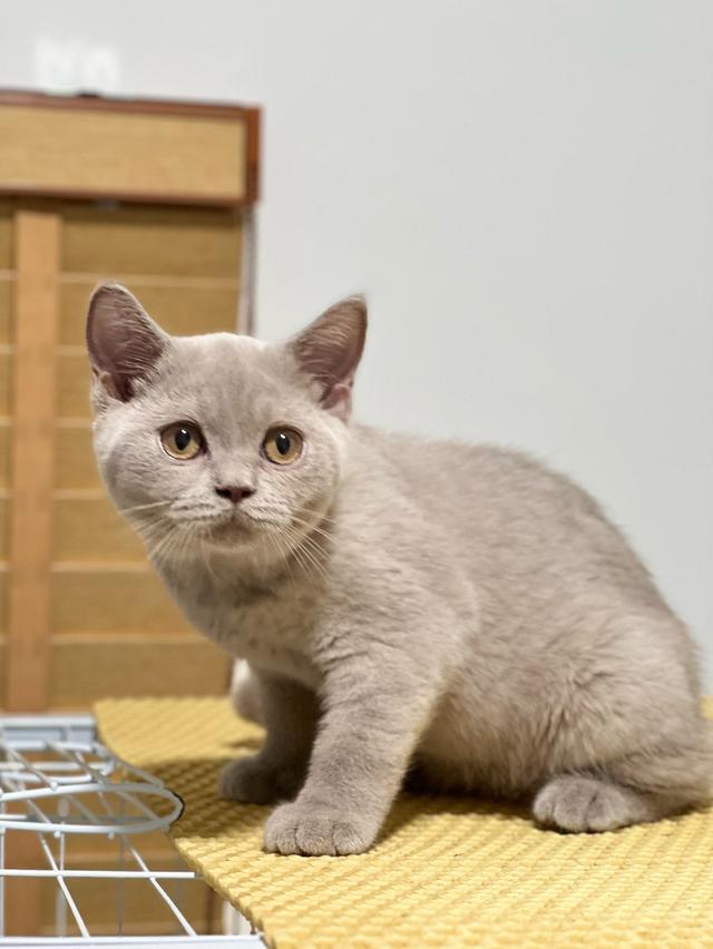 บริติช ช็อตแฮร์ เพศเมีย  3