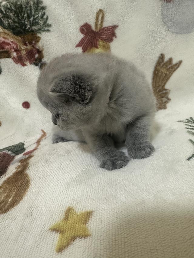 เปิดจอง ลูกแมว บริติช ชอร์ตแฮร์ (British Shorthair) รูปที่ 11
