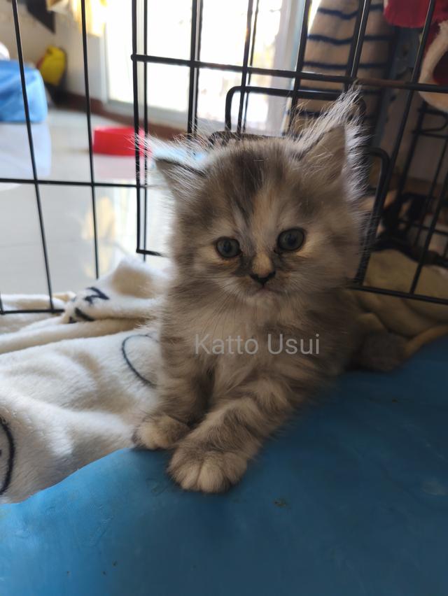 ลูกแมวเปอร์เซีย กทม ลาดพร้าว 4