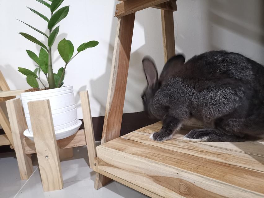 Flemish Giant Rabbit 2