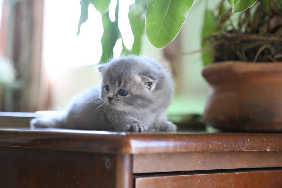 แมวเปอร์เซียผสมบริติช รูปที่ 11