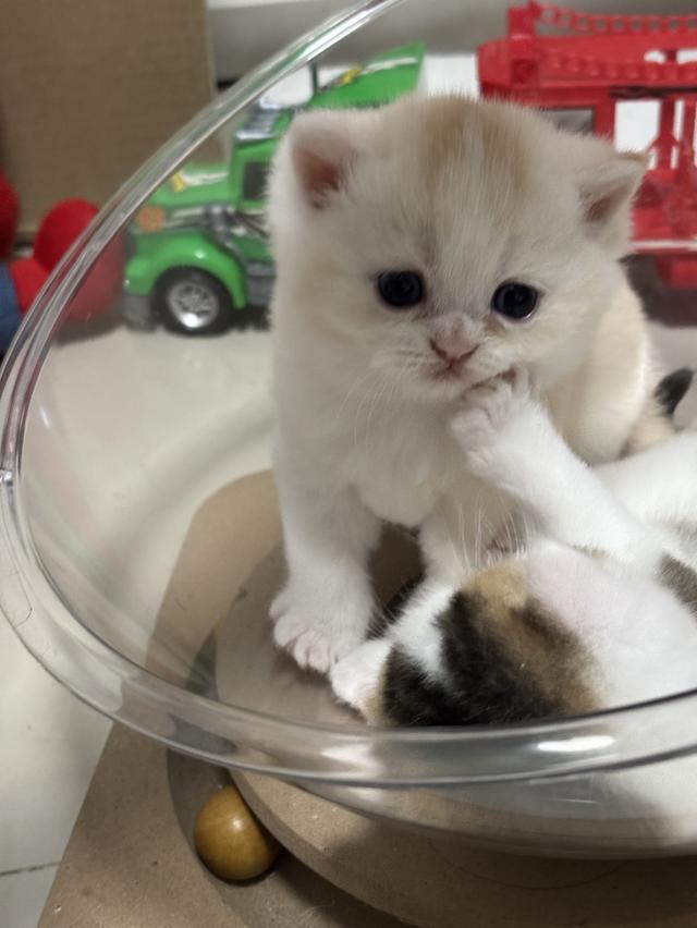 แมวบริติช British shorthair