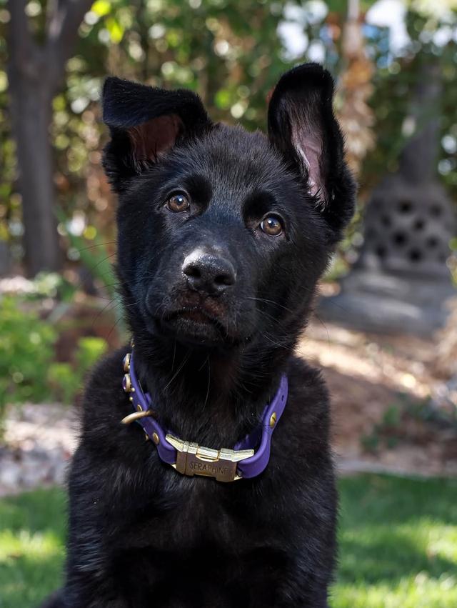 German Shepherd Puppies  WhatsApp me : +66 63 826 3042 รูปที่ 3