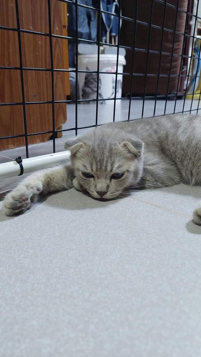 ลูกแมว Scottish Fold 2