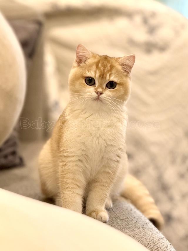 เด็กหญิง British Shorthair