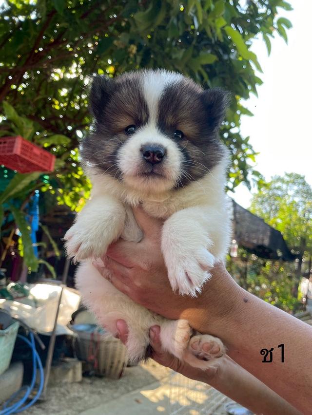 ลูกสนุัข พันธุ์บางแก้ว