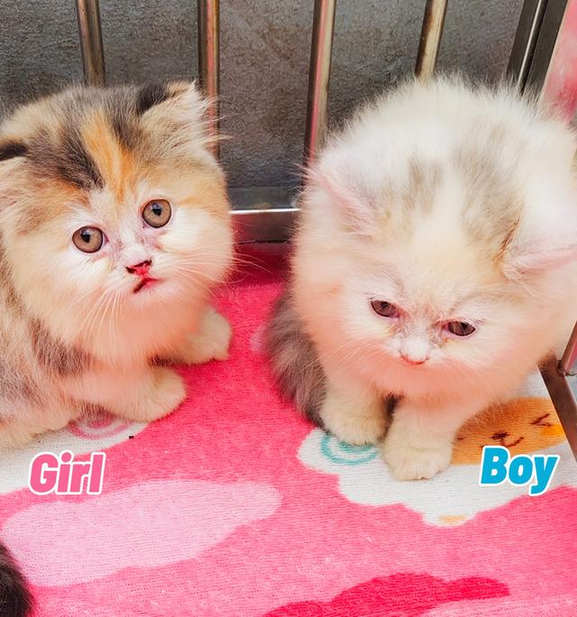 น้องเปอร์เซียพร้อมย้ายบ้านครับ