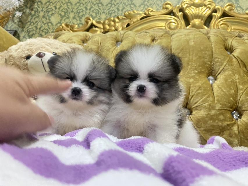 ปอมปอมแท้ ทีคัพ อ้วนกลมหมี ราคาพิเศษ รูปย่อยที่ 2