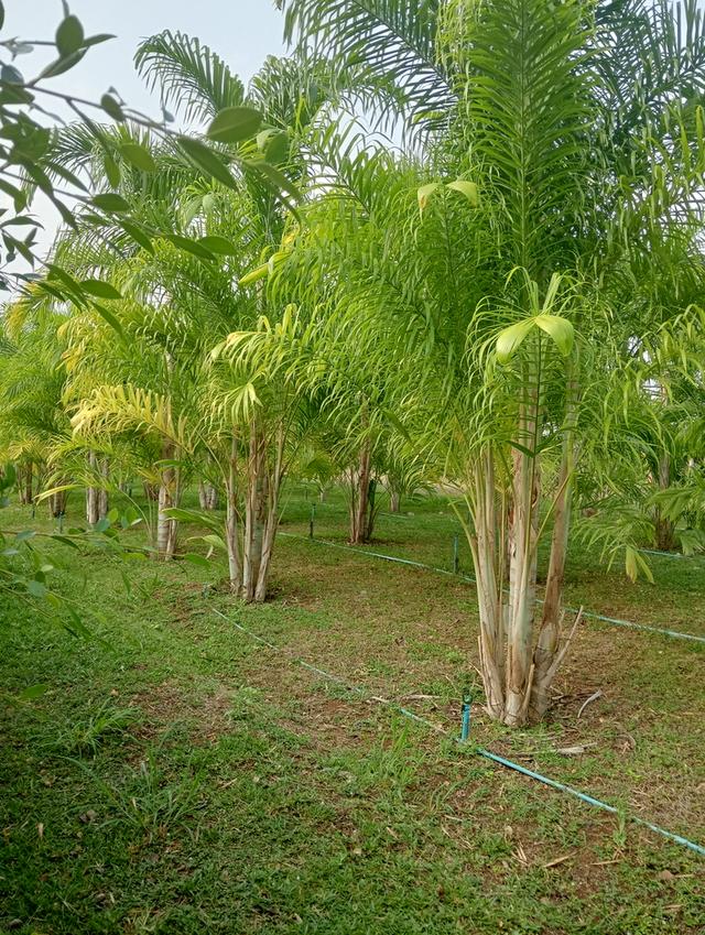 บ้านพร้อมที่ดินโฉนดครุฑแดงพร้อมสวนผลไม้ จำนวน 4ไร่ 9