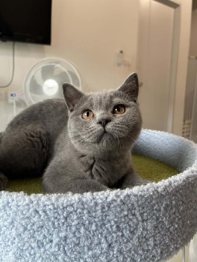 British Shorthair พร้อมใบ WCF ดช รูปที่ 2