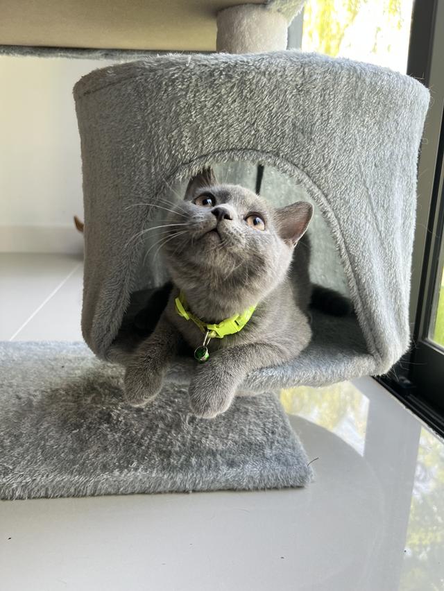 ลูกแมว บริติช ช็อตแฮร์ ใบเพ็ดนอกWCF(British Shorthair) 5