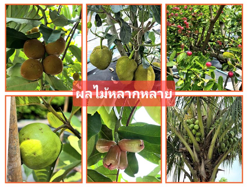 ขายต่ำกว่าทุนหลายล้าน บ้านน่ารักพร้อมสวนเกษตรรีสอร์ทเกือบ 2 ไร่ อ.นครชัยศรี 3.9 ล้าน 6