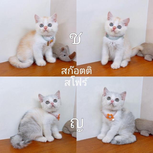 แมวสก๊อตติสโฟร์/แมวขาสั้น(มันช์กิ้น) สายพันธุ์แท้ คุณภาพ