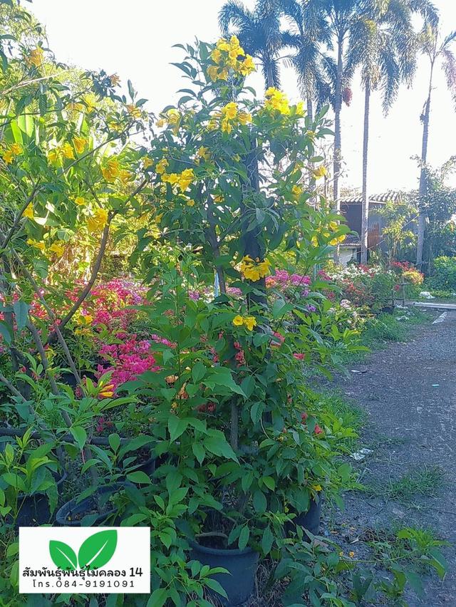 ทองอุไร ต้นทองอุไร ทองอุไรดอกเหลือง รูปที่ 2