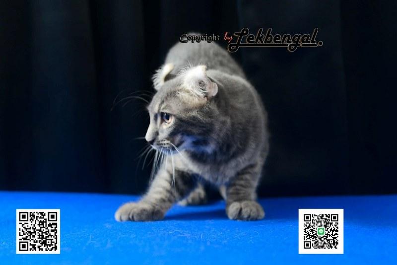 แมวอเมริกันเคิร์ล สีบลู หางบ็อบเทล (bobtail)