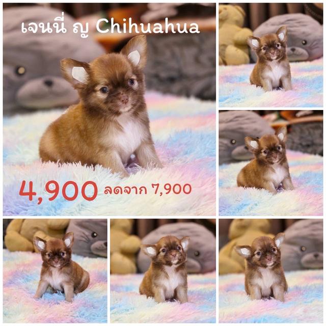 ชิวาวาแท้ขนยาว พร้อมย้ายบ้าน 8