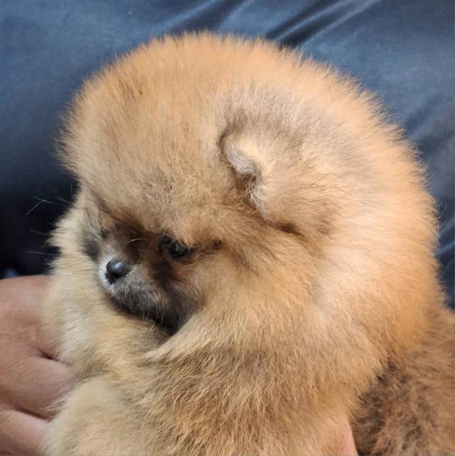 สุนัขพันธุ์ปอมเมอเรเนียน รูปย่อยที่ 3