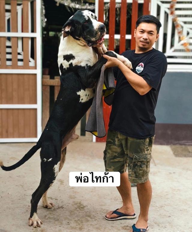 Greatdane ลูกสุนัขเกรทเดน โทรติดต่อ 064 7927107 รูปที่ 5