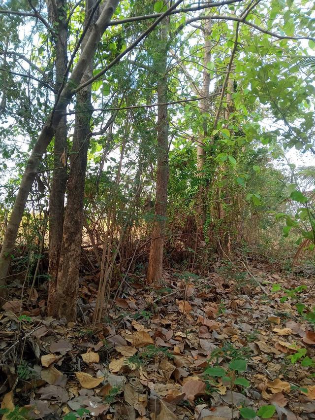 ที่ดินทำการเกษตร จำนวน 127 ไร่ 4