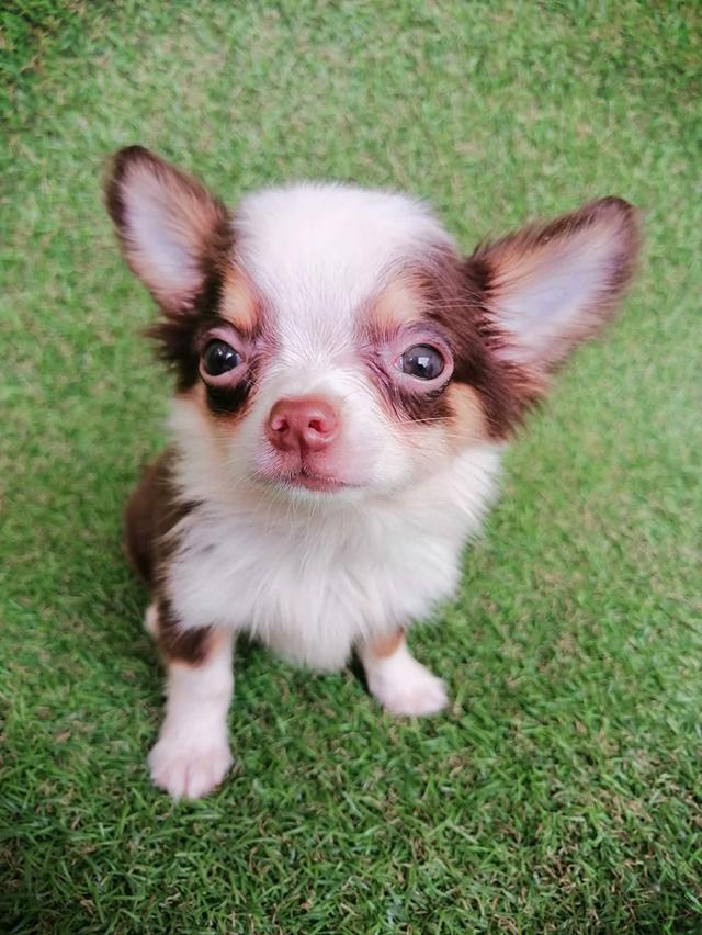 ชิวาว่าแท้ขนยาวสีช็อค ชาย 15