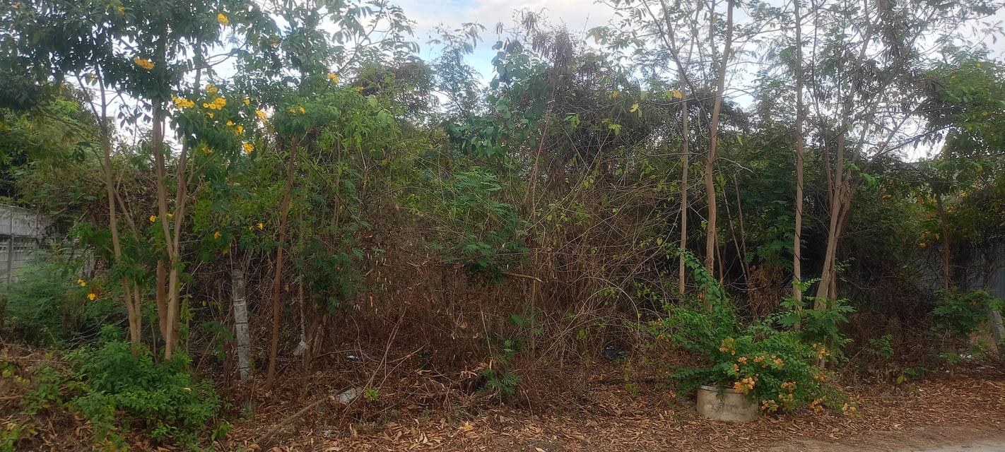 ขายที่ดิน 135 ตารางวา อยู่ปากทางเข้าเขาคันทอง อยู่หลังโลตัส เอ็กซ์เพรส คลองสัก 8