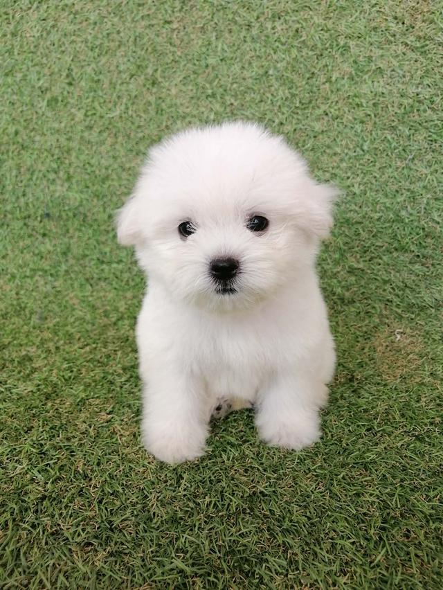 **ขายเเล้ว***ชิสุห์ผสมปอม เพศผู้ สีขาวล้วน พร้อมย้าย