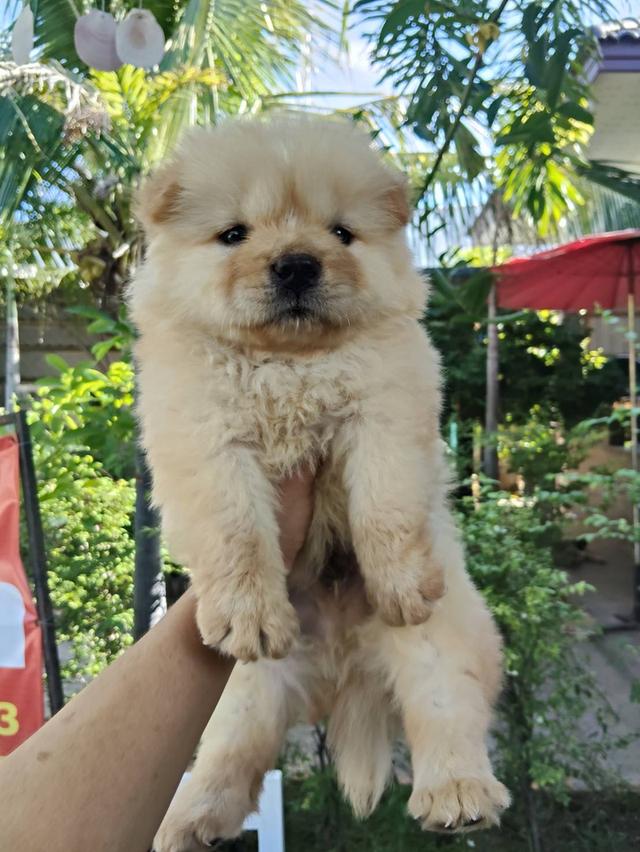 เชาเชาสุนัขพันธุ์เชาเชา