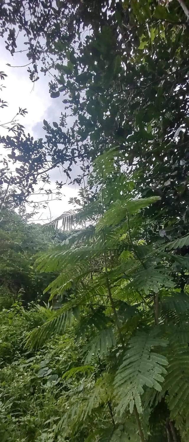 ที่โฉนด ขนาด110มีตรว ราคา280,000ห่าง7-11เพียง1โล  ไฟฟ้าถึงหน้ากว้างติดถนนคอนกรีต17เมตร ด้านในมีต้นไผ่ ขนุน,น้อยหน่า,มะม่วง,กล้วย ต้นสัก,ตะไคร้ 11