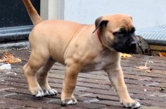 Boerboel Puppies For Sale