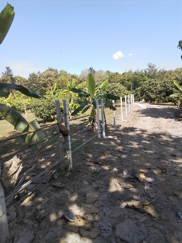 ที่ดินสำหรับการลงทุน เก็งกำไร ที่ดินสวน เกษตร ใกล้หมู่บ้าน ตลาด 8