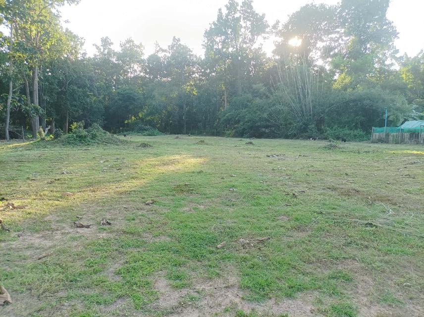 ขายที่ดิน 1ไร่3งาน ต.เชิงดอย อ.ดอยสะเก็ด จ.เชียงใหม่ 2