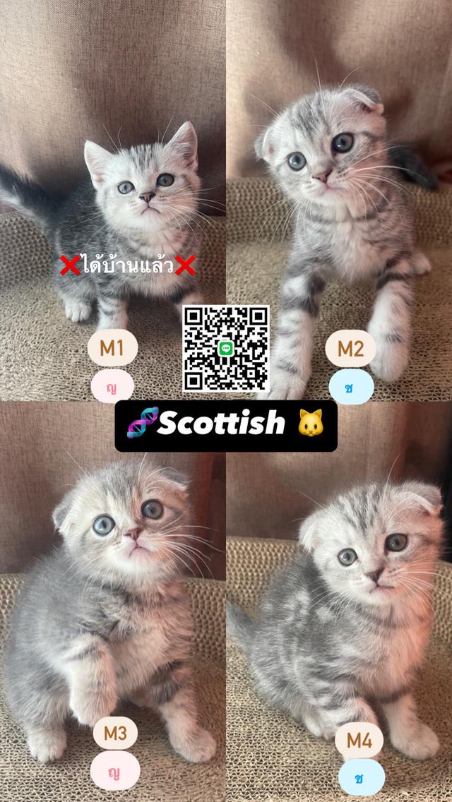 แมว Scottish Fold หูตั้ง1 หูพับ3 อายุ2เดือน
