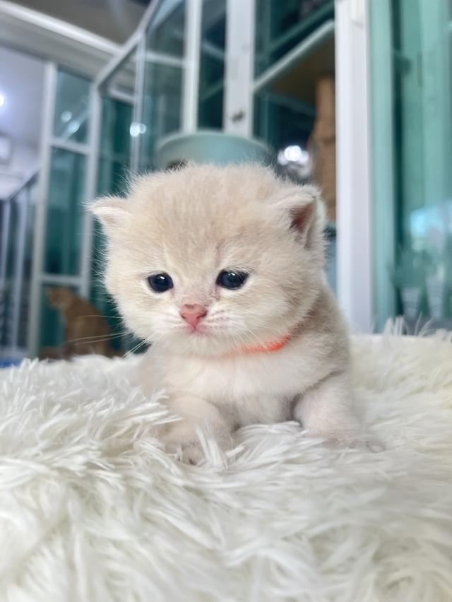 ดช.บริติช (น้องกวิน) 2
