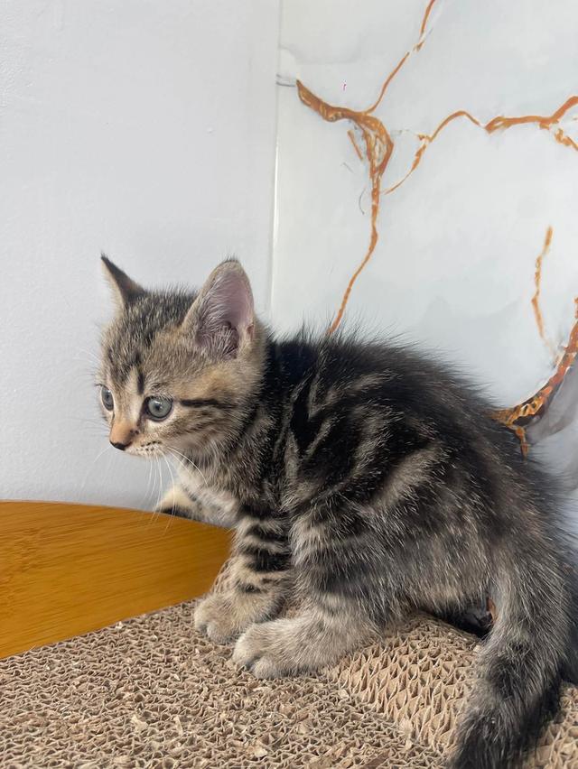 ลูกแมวพันธุ์สก๊อตติชแท้ รูปที่ 3