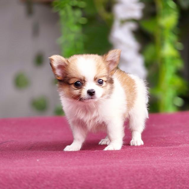 น้องเตตัสChihuahuaขนยาวหนุ่มหล่อไซส์เล็กน่ารักมาก