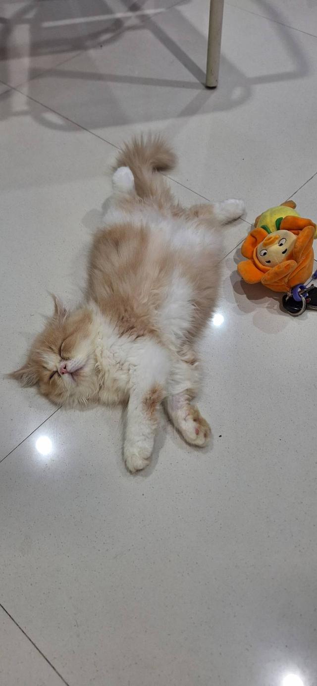 ลูกแมวแอคโซติก 4