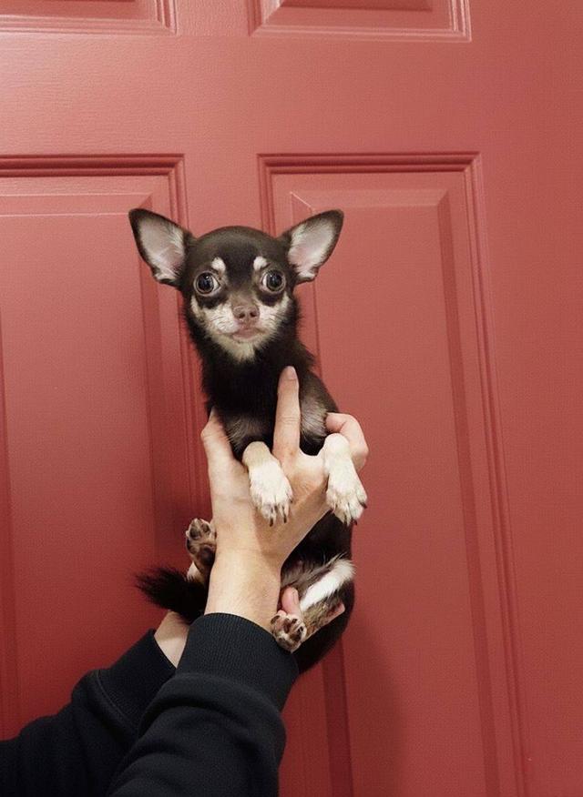 เด็กหญิงสีช็อคมีคิ้ว  2