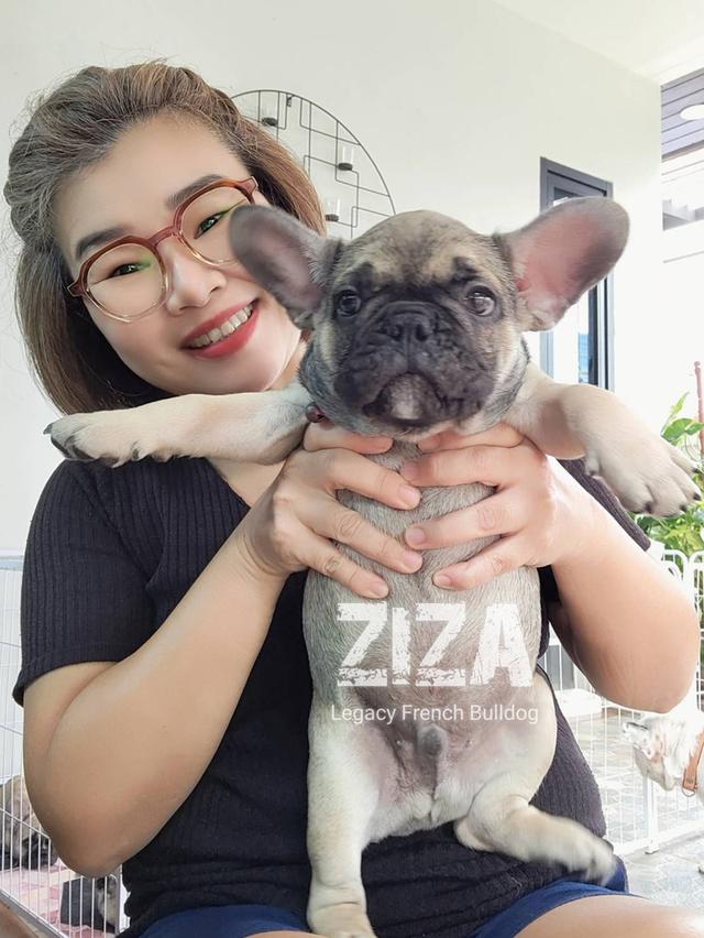 ZIZA สุนัขเฟรนช์บูลด็อก เพศผู้ สีเซเบิล 12