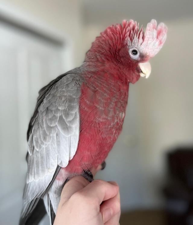 Galah Cockatoo Parrots for Sale รูปที่ 2