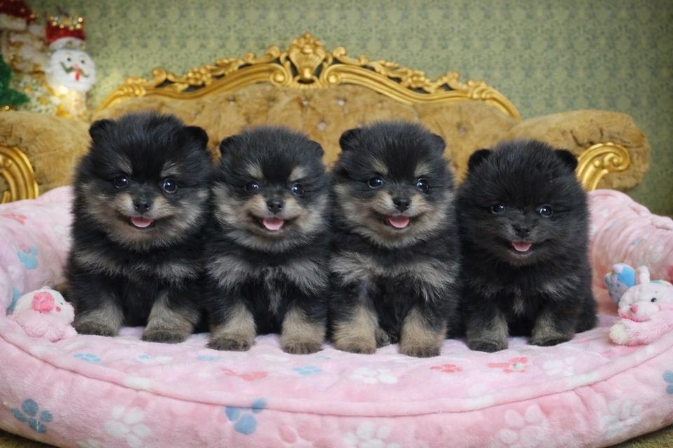 ปอมเมอเรเนียรแท้ พร้อมย้ายบ้าน