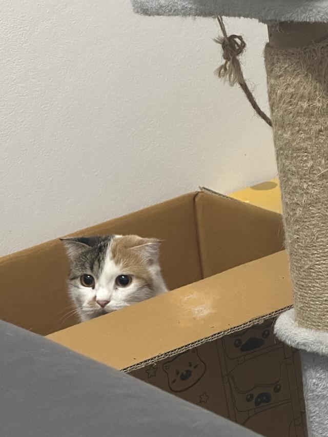 น้องเดซี่ 2