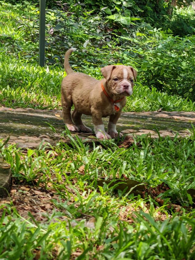 American bully  2