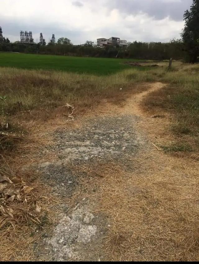 ขายที่ดินสีม่วงอมแดง อ แก่งคอย จ.สระบุรี 3