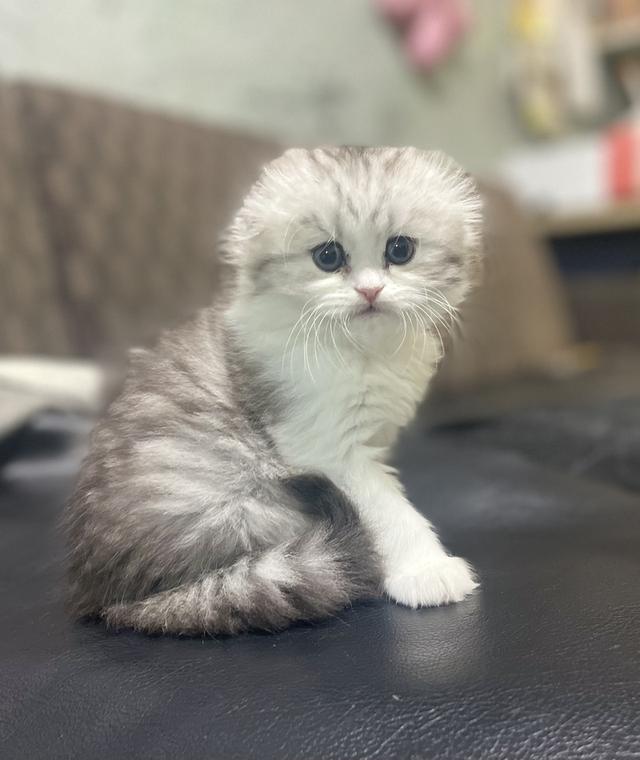 น้องแมวหูพับน่ารัก(หญิง)พร้อมย้ายบ้าน