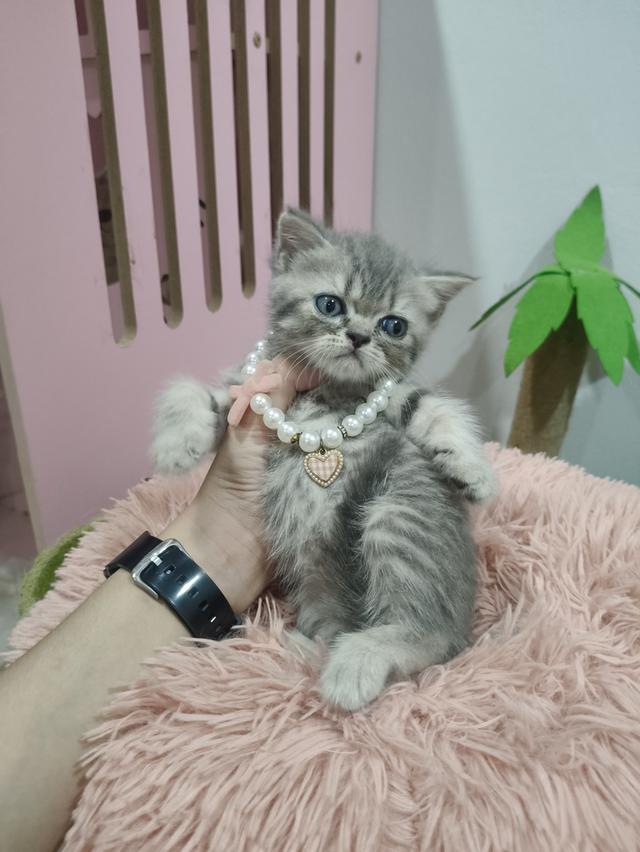 เด็กหญิง เทาลาย สก็อตติช🏠🏡😻 รูปที่ 5