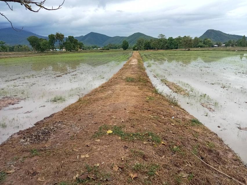 ที่ดิน,ที่นา อ.คีรีมาศ จ.สุโขทัย 3