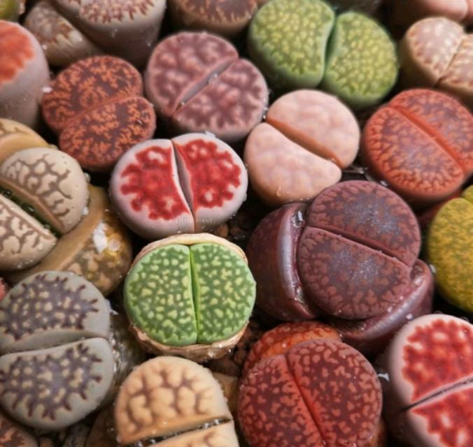 ไลทอป Lithops หลายสายพันธุ์